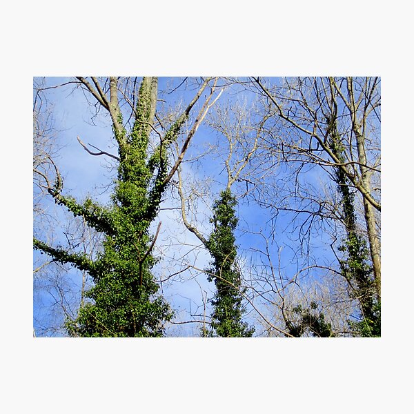 Forest Photographic Print