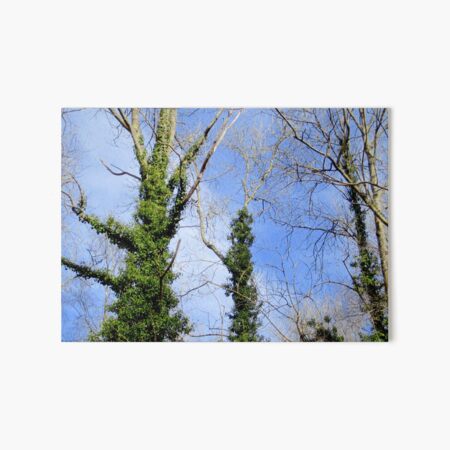 Forest Art Board Print