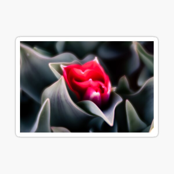 A Peeking Blooming Red Tulip Sticker