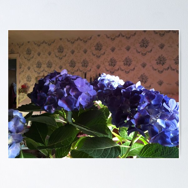 Item preview, Beautiful blue French hydrangeas in the golden hour  designed and sold by FlowersAndMore.