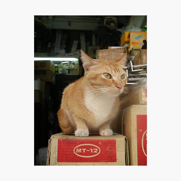 Cat model MT-12 h Photographic Print