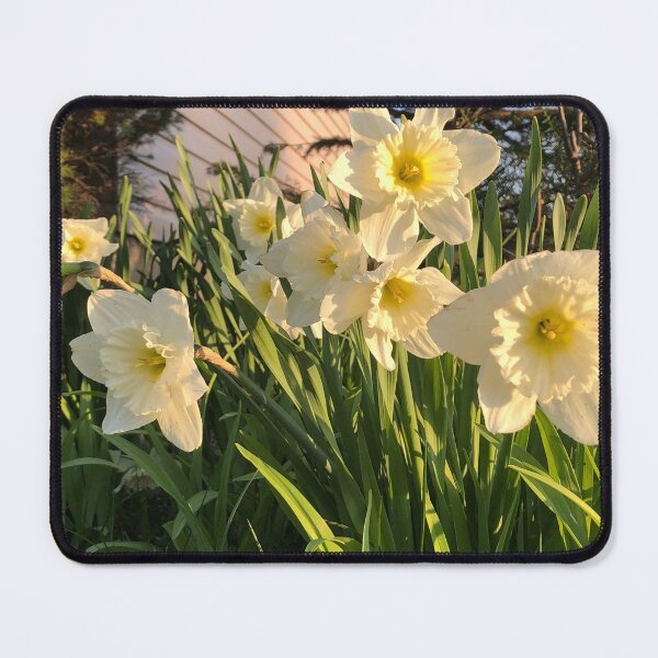 Item preview, Lovely Ice folly daffodils in the golden hour designed and sold by FlowersAndMore.