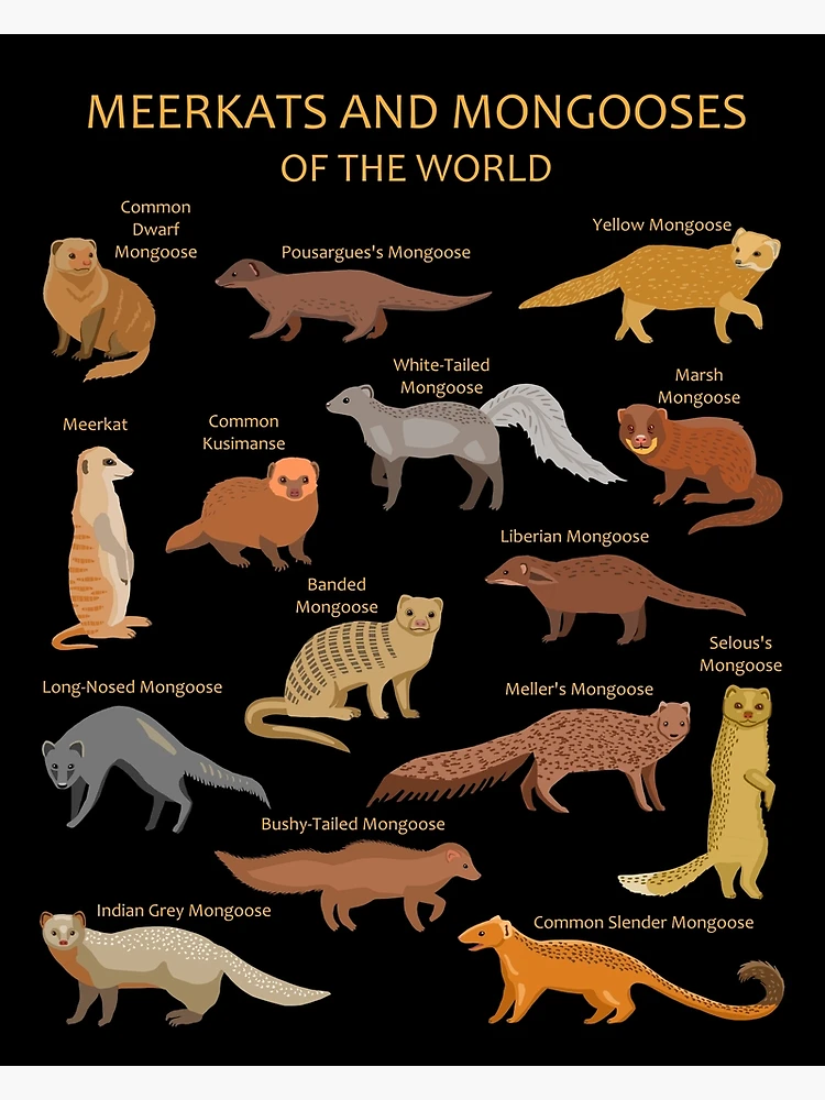 Mongoose discount size chart