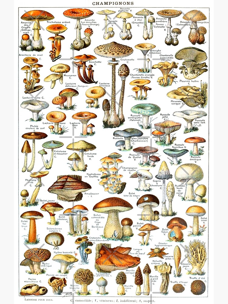 "Mushroom - Vintage Edible Mushroom Chart" Poster for Sale by TeeARTHY