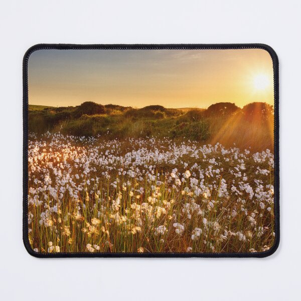 Item preview, Cotton Grass on Cefn Bryn, Gower designed and sold by Dan Santillo.