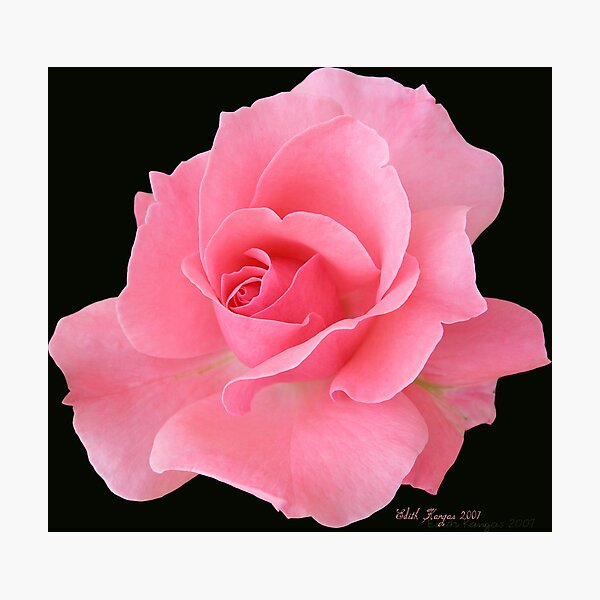 Item preview, Pink Rose designed and sold by Edith Kangas.