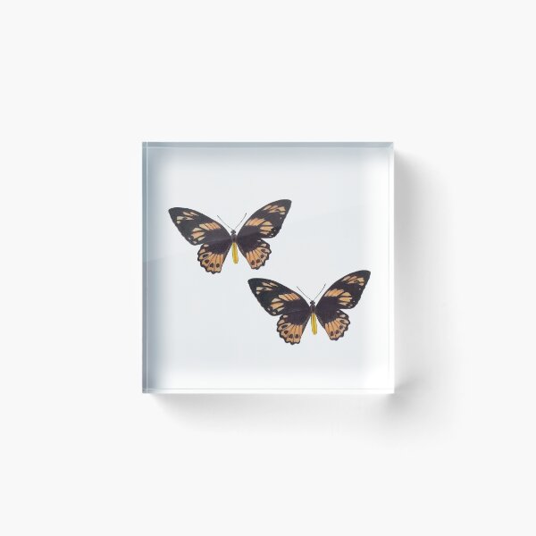 Item preview, Butterflies - new guinea birdwings designed and sold by LittleRedChucks.