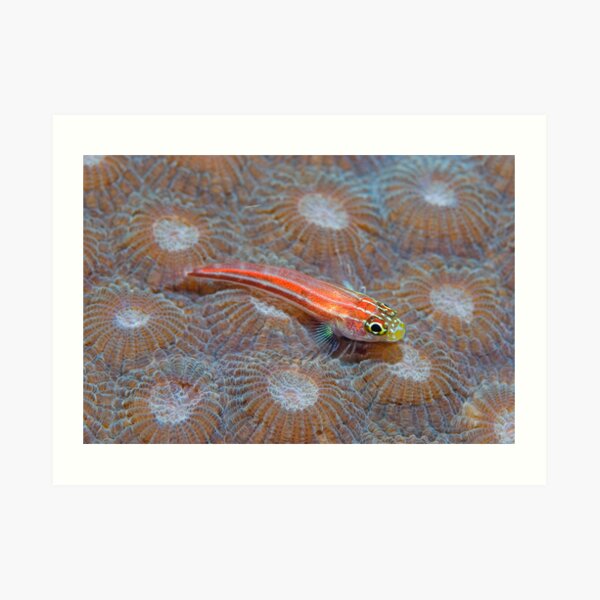 Goby Art Print