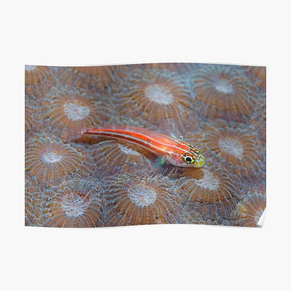 Goby Poster