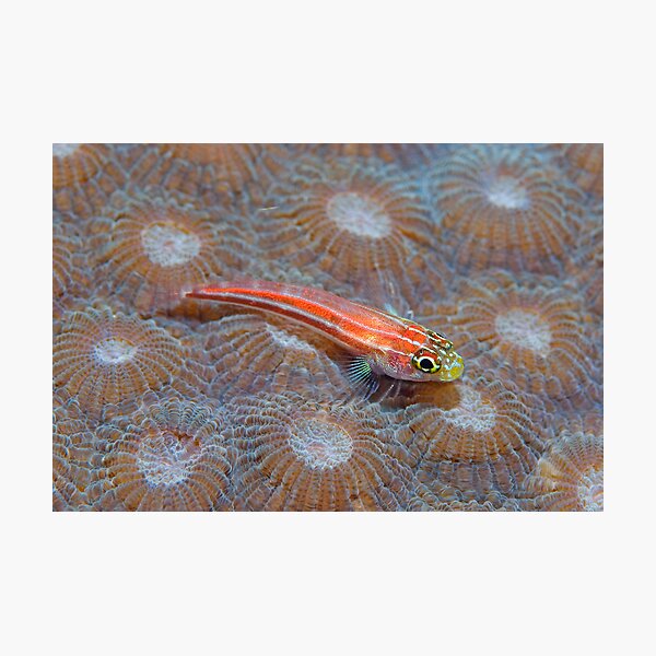 Goby Photographic Print
