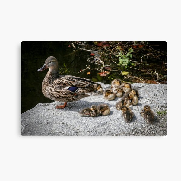 Item preview, Mother Duck designed and sold by Christopher Allen.