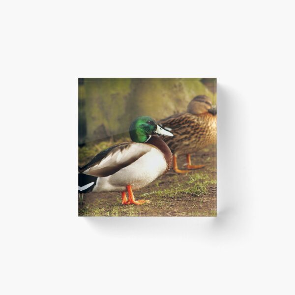 Item preview, Mallard Ducks designed and sold by AnnDixon.