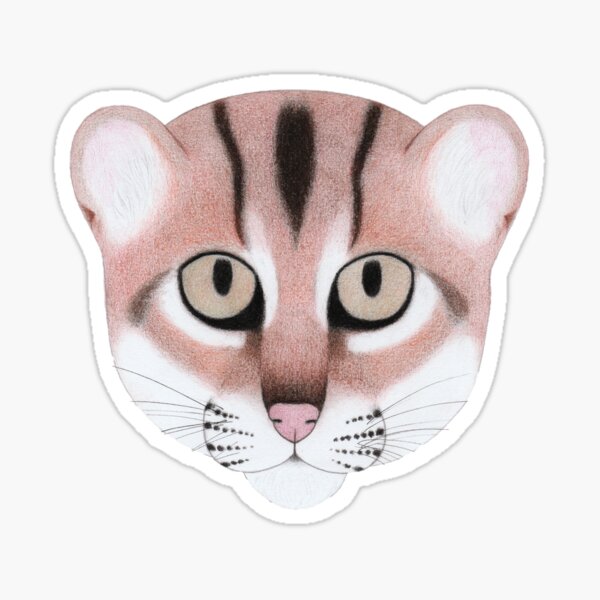 Flat-headed Cat Sticker