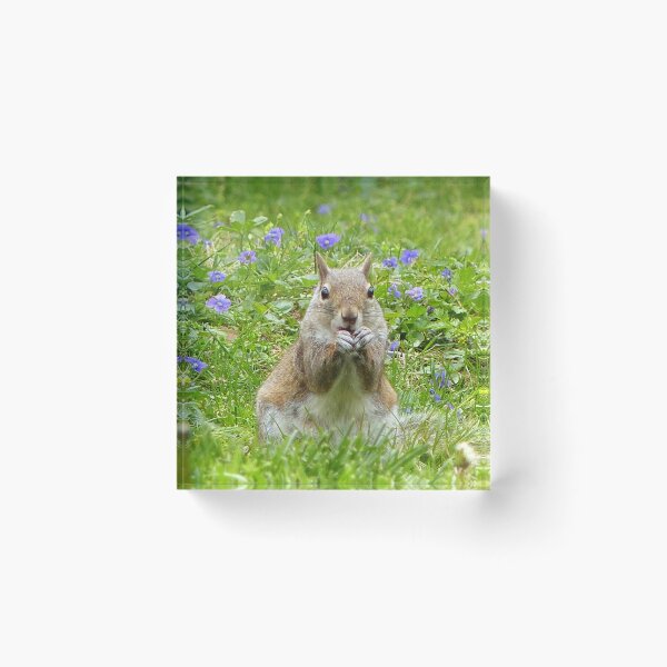 Item preview, Squirrel Amongst Wild Violets designed and sold by Frankie Cat Photography.