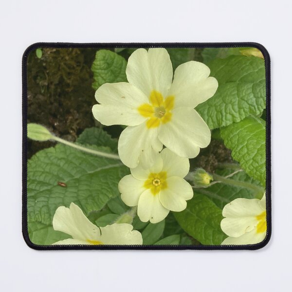 Item preview, Yellow Primula Photography designed and sold by OByD.