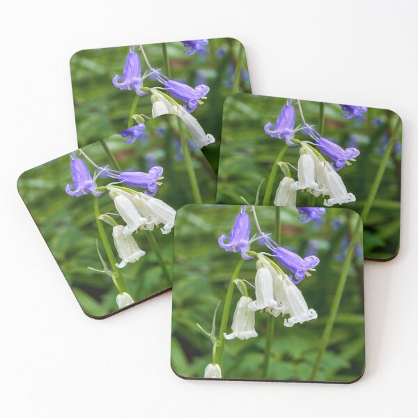 Item preview, Bluebells, and rare white bluebells, Cefn Onn Park, Lisvane, Cardiff, South Wales, UK. designed and sold by VnGphoto.