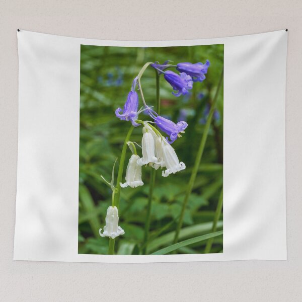 Item preview, Bluebells, and rare white bluebells, Cefn Onn Park, Lisvane, Cardiff, South Wales, UK. designed and sold by VnGphoto.
