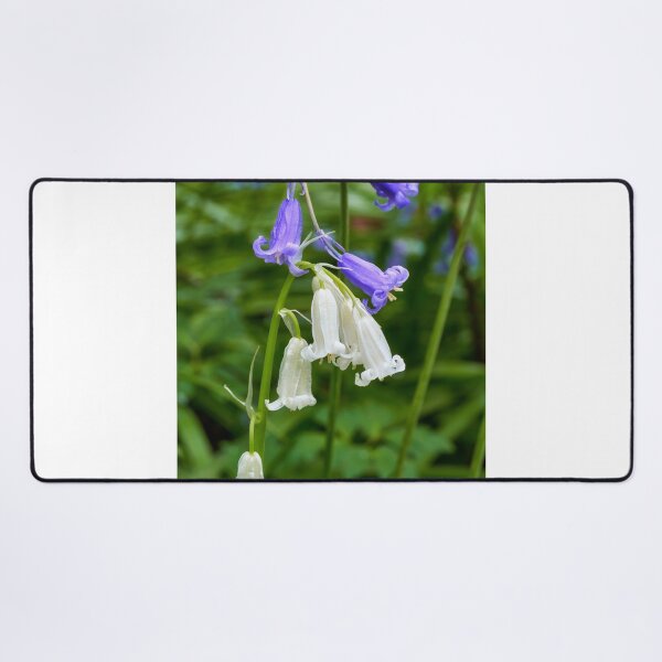 Item preview, Bluebells, and rare white bluebells, Cefn Onn Park, Lisvane, Cardiff, South Wales, UK. designed and sold by VnGphoto.