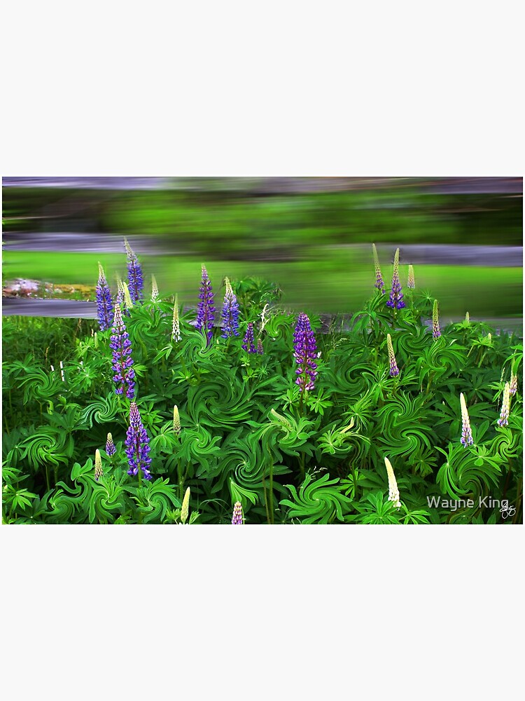 Wind in the Lupines by waynedking