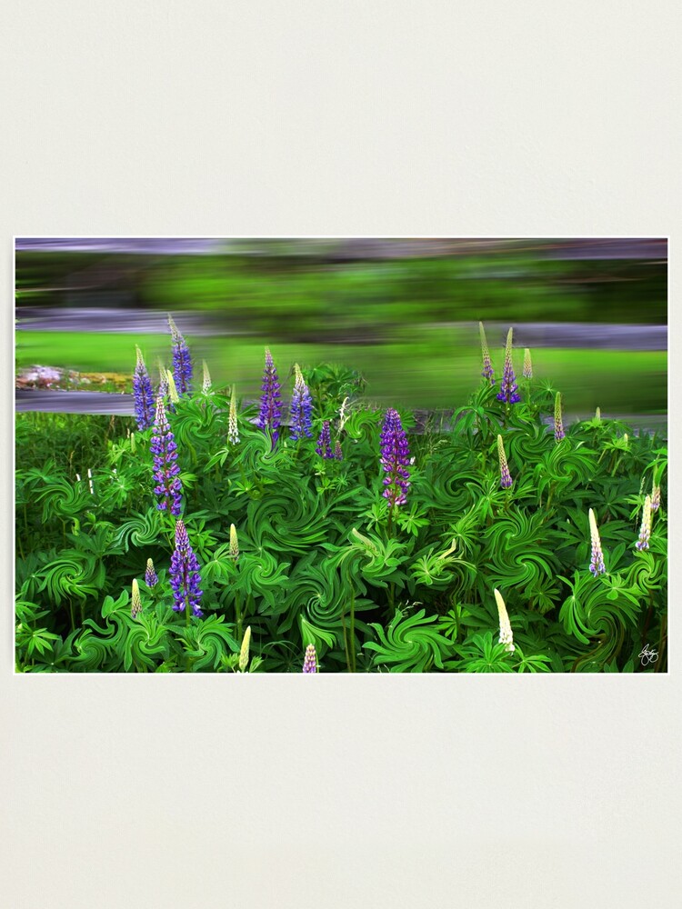 Alternate view of Wind in the Lupines Photographic Print