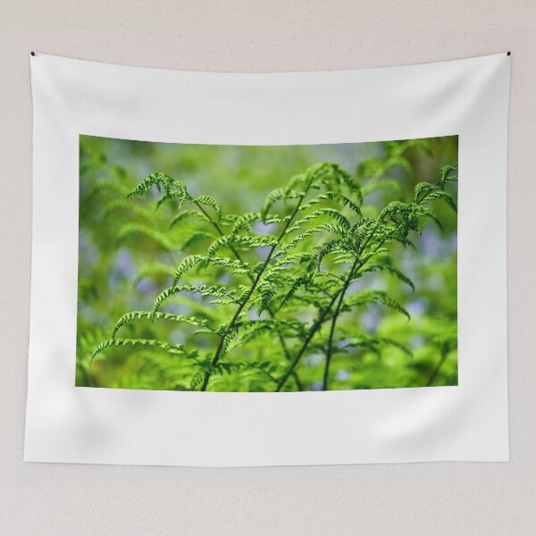 Item preview, Ferns in the bluebells, Cefn Onn Park, Cardiff designed and sold by VnGphoto.