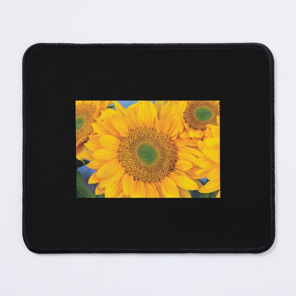 Item preview, Common-Sunflower-Group-Showing-Symmetrical-Seed-Heads designed and sold by Saunders Medlock.