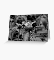 Garden Bloom - B&W version Greeting Card