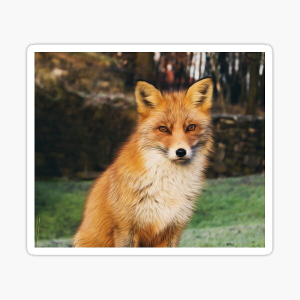 Animals Wildlife Fox Beautiful Adorable Fluffy  Sticker