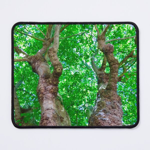 Item preview, Amazing trees : Bath City,England UK designed and sold by Angela Haig-Harrison.