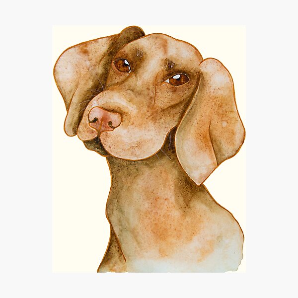 Brown dog pet portrait in watercolour & coloured pencil Photographic Print