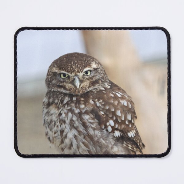 Item preview, Grumpy little owl designed and sold by GreyFeatherPhot.
