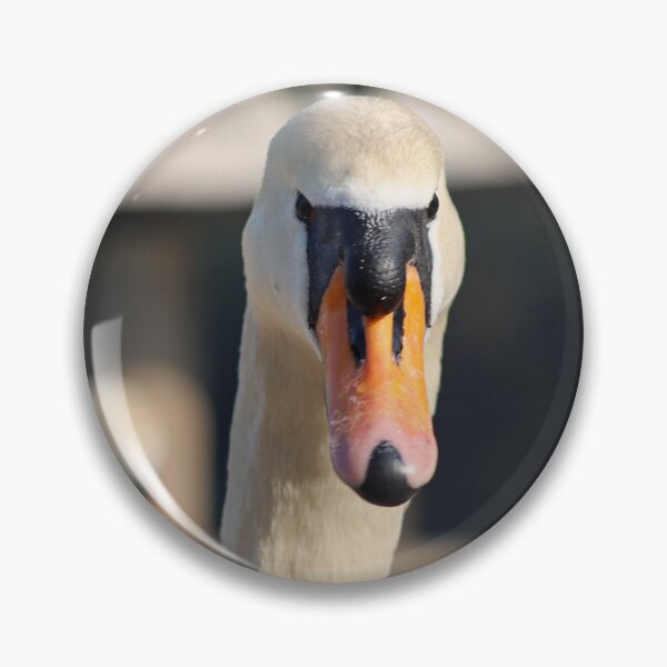 Item preview, Swan stare designed and sold by GreyFeatherPhot.