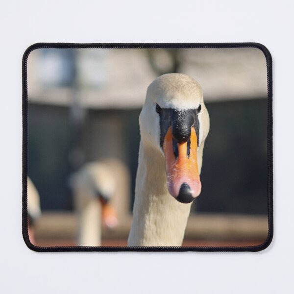 Item preview, Swan stare designed and sold by GreyFeatherPhot.