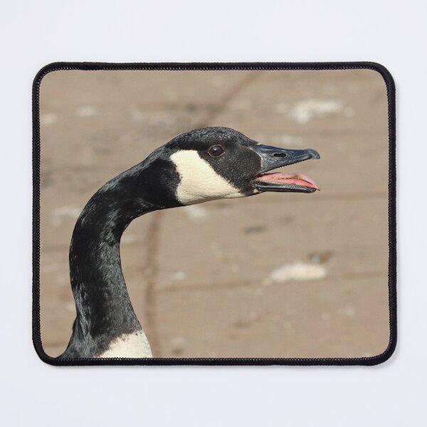 Item preview, Canada goose designed and sold by GreyFeatherPhot.