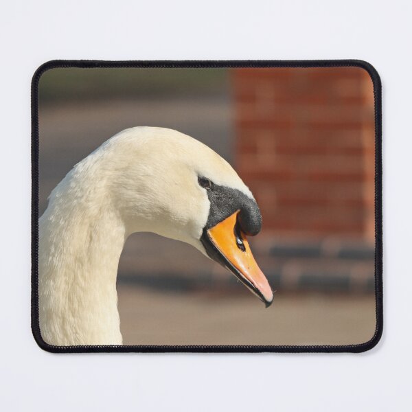 Item preview, Elegant mute swan designed and sold by GreyFeatherPhot.
