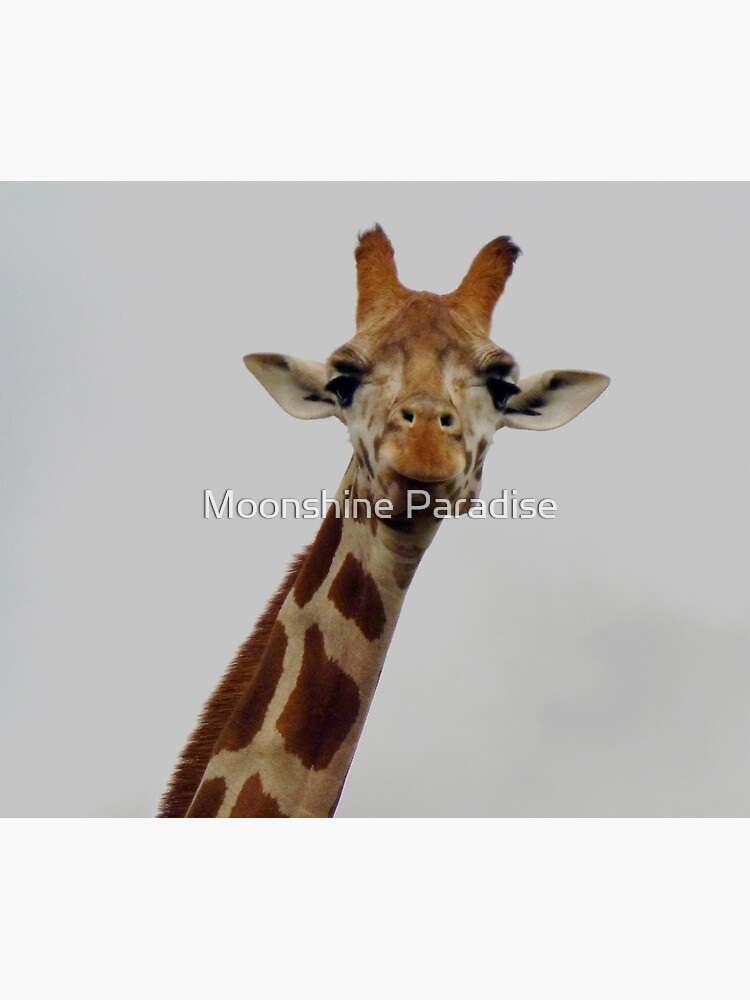 Giraffe Gaze by moonshinepdise