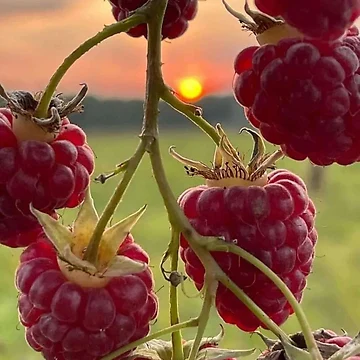 Artwork thumbnail, Raspberry sunset by Rashkin