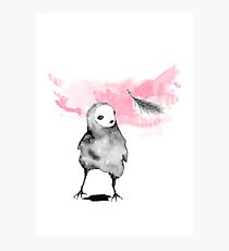Jackdaw Photographic Print