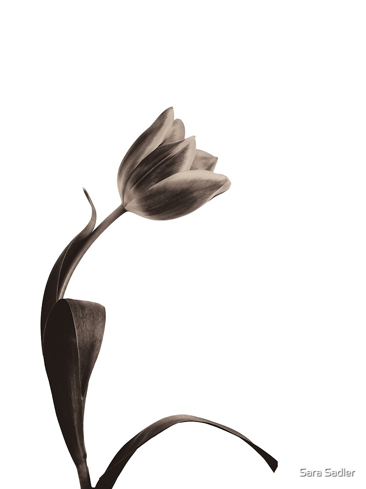 Antique Tulip by sadler2121