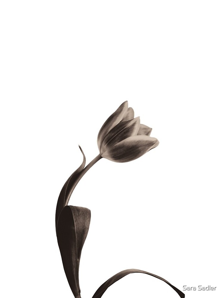 Antique Tulip by sadler2121