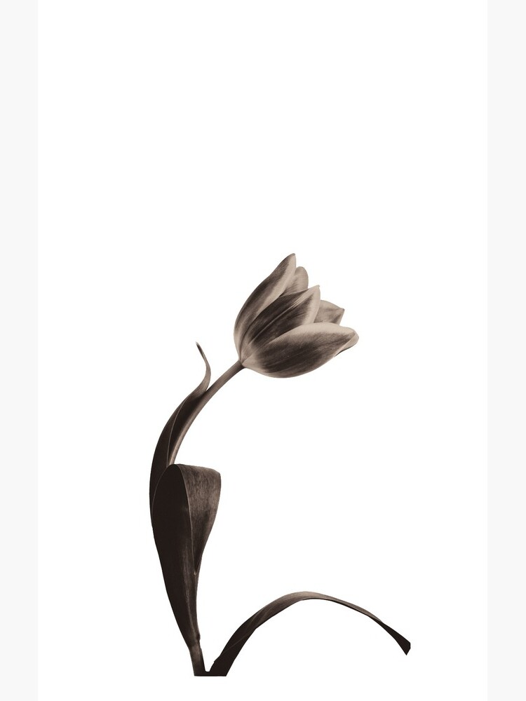 Antique Tulip by sadler2121