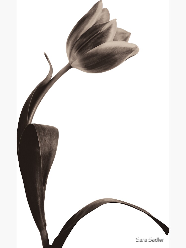 Antique Tulip by sadler2121