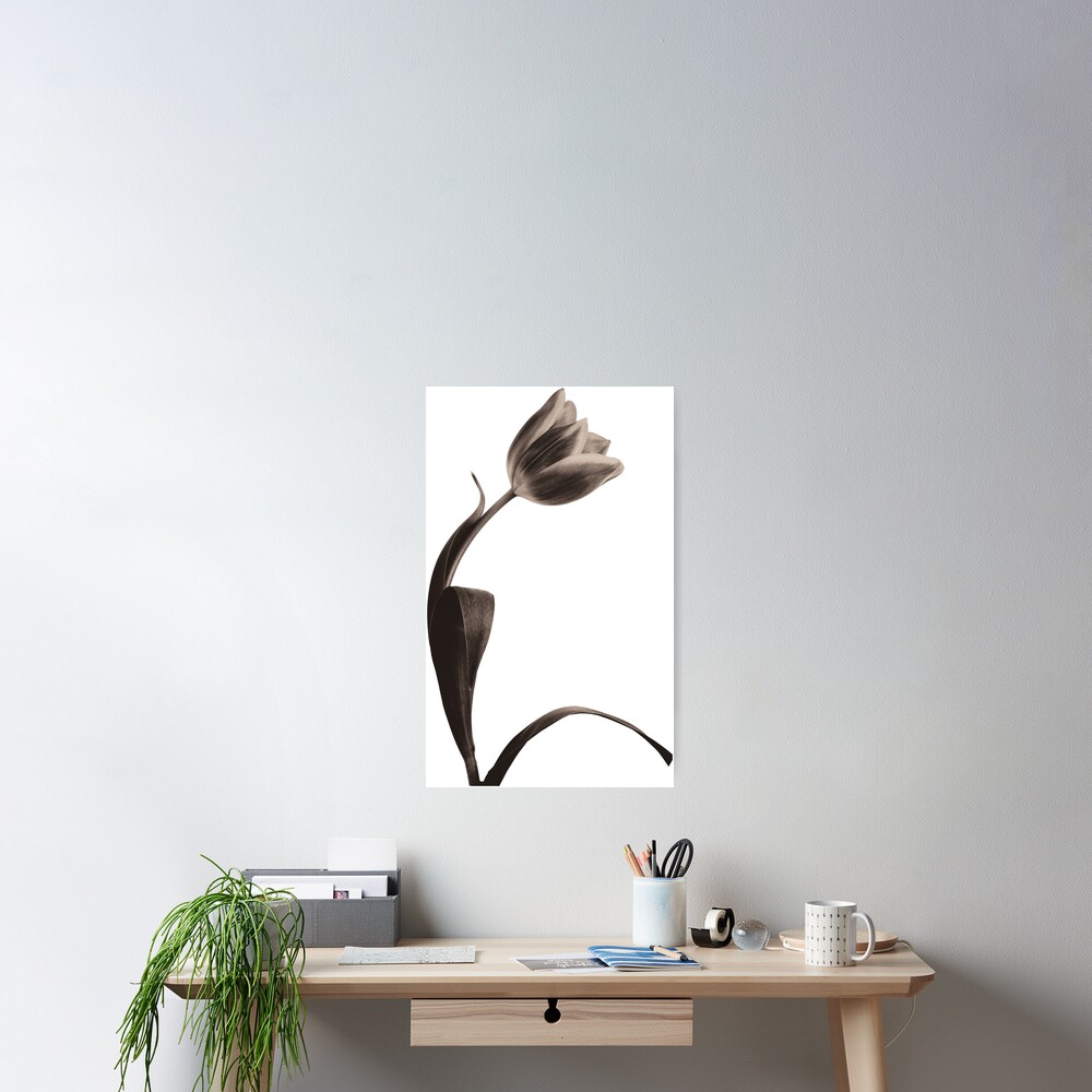 Antique Tulip Poster