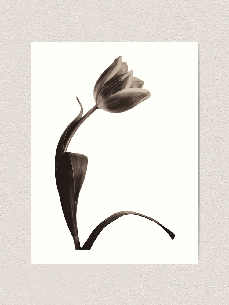 Alternate view of Antique Tulip Art Print