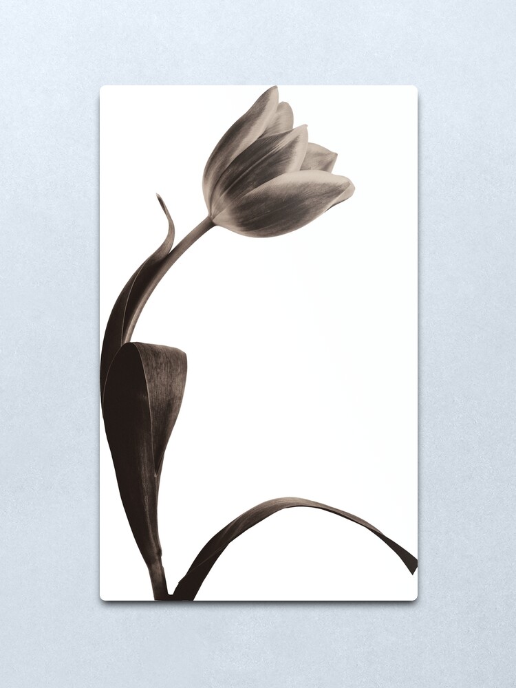 Alternate view of Antique Tulip Metal Print