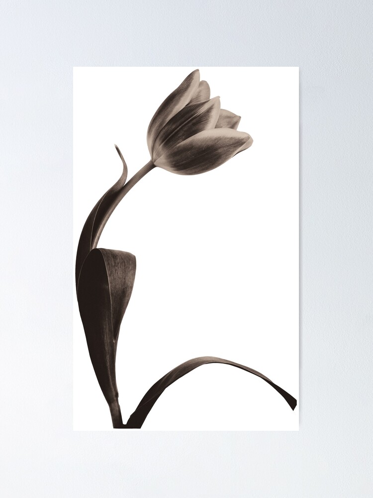 Alternate view of Antique Tulip Poster