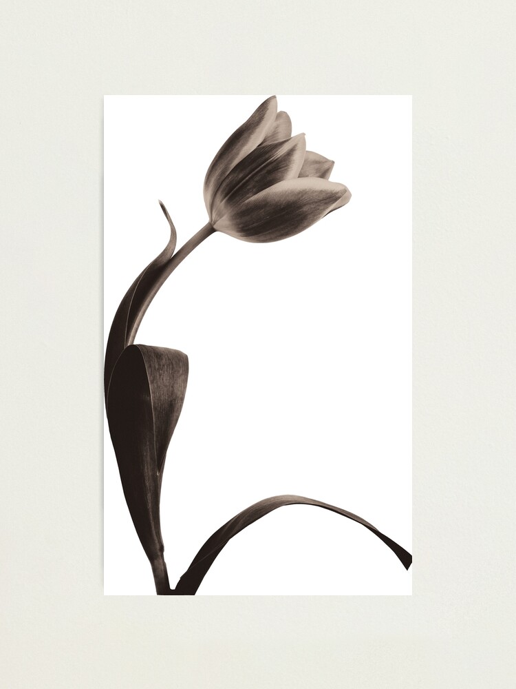 Alternate view of Antique Tulip Photographic Print