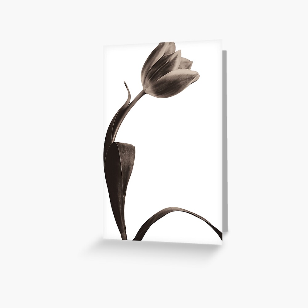 Antique Tulip Greeting Card