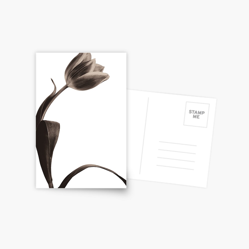 Antique Tulip Postcard