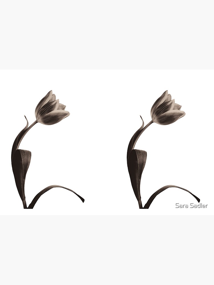 Antique Tulip by sadler2121